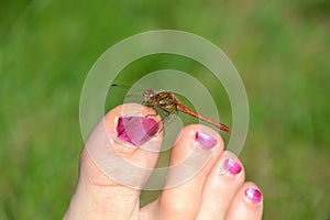 Red dragonfly red-veined darter resting on a human toe