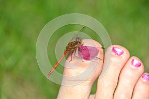 Red dragonfly red-veined darter resting on a human toe