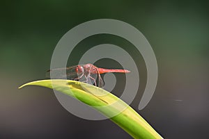 Red dragonfly Red-Veined Darter  sitting on leaf