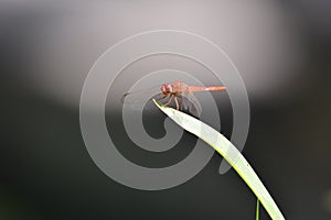 Red dragonfly Red-Veined Darter sitting on leaf