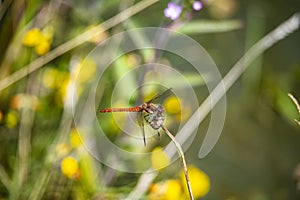 Red Dragonfly on reedy grasses in Combe Valley, East Sussex, England