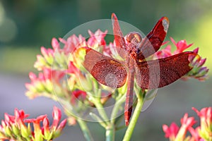 Red dragonfly at rest on flower in the garden
