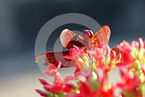 Red dragonfly at rest on flower in the garden