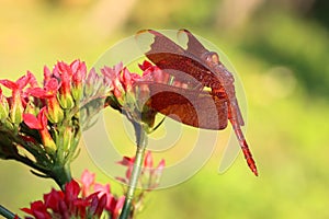 A red dragonfly at rest on flower in the garden