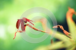 A red dragonfly at rest on a leaf