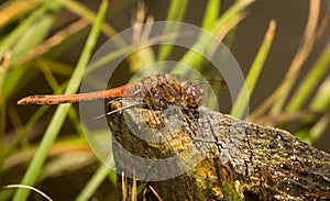 Red Dragonfly resting