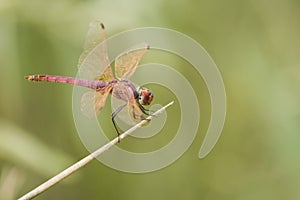 Red dragonfly photo