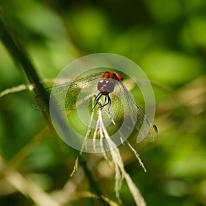 Red dragonfly resting on a blade of grass