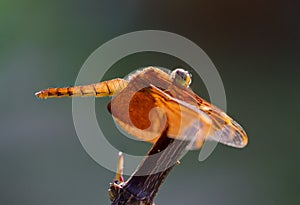 Red dragonfly resting on branch