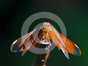 Red dragonfly resting on branch