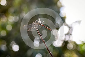 red dragonfly resting on a branch with bokeh