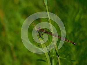 Red Dragonfly resting on grass blade