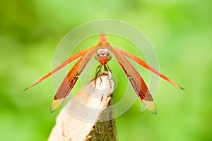 Red Dragonfly resting on tree branch