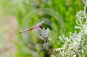 Red dragonfly rests on leaf