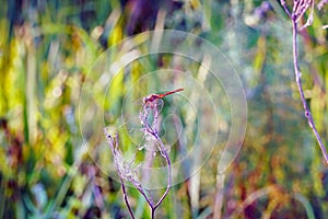 Red dragonfly sits on a dry twig