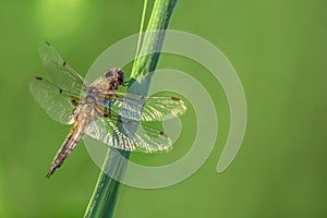 Red dragonfly sits on a green blade of grass