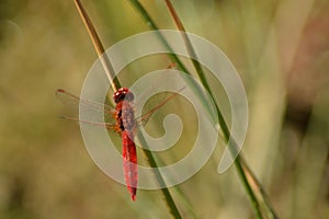 Red dragonfly