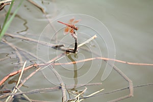 Red dragonfly sitting on a dry leaf grass near the water