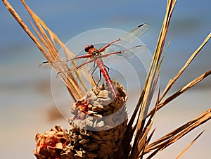 Red dragonfly sitting on the dry plants. Big abstract insect colse up view.
