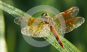 Red dragonfly sitting on the grass