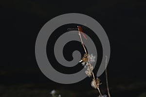 Red dragonfly sitting on a pedicle with a black background
