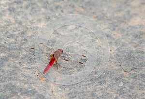 Red dragonfly.