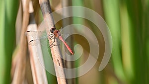 Red dragonfly sitting on the stalk of grass, in the meadow