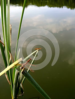 Red Dragonfly Sitting in tall grass around Lake