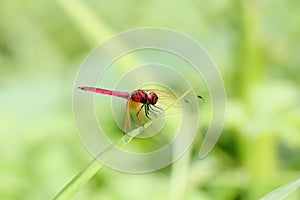 Red dragonfly on a small branch.