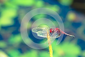 Red dragonfly with spread wings close up resting on a stick