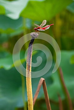 Red dragonfly