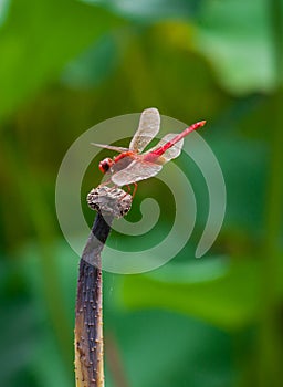 Red dragonfly