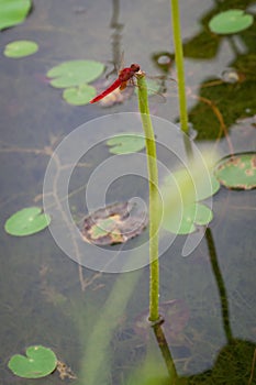 Red dragonfly