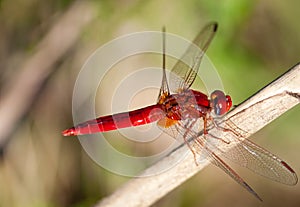 Red Dragonfly on stick
