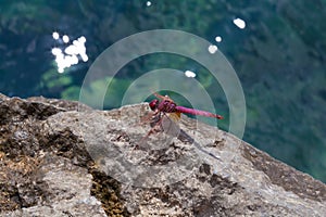Red Dragonfly close up