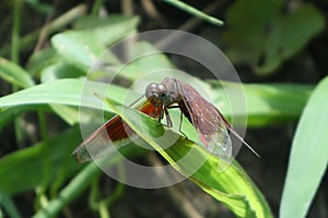 Red dragonfly stopover in the green grass