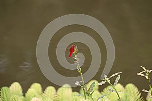 A red dragonfly stops on a calm lake