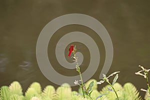 A red dragonfly stops on a calm lake photo