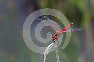 Red dragonfly Sympetrum perched on stick in the summer sun