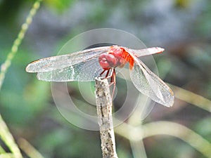 Red dragonfly on a tree