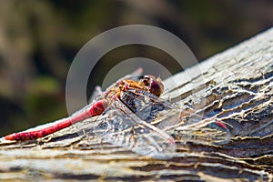 Red Dragonfly on a Tree