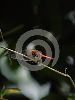 Red Dragonfly on a tree branch