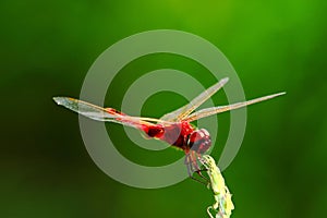 Red Dragonfly