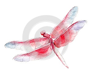 The red dragonfly, watercolor illustration isolated on white.