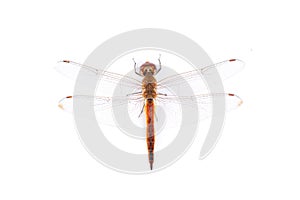 Red dragonfly on a white background.