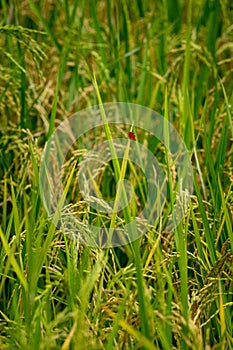 Red dragonfly with Young wheat green grass on a field closeup
