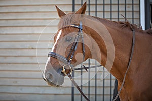 Red dressage gelding horse