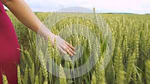 Red Dressed Women Walking on Wheat Field. Hand is Touching Wheat Heads