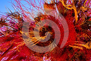 Red Dried Flower Texture Garden Abstract