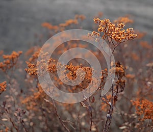 Red dried flowers in the badlands